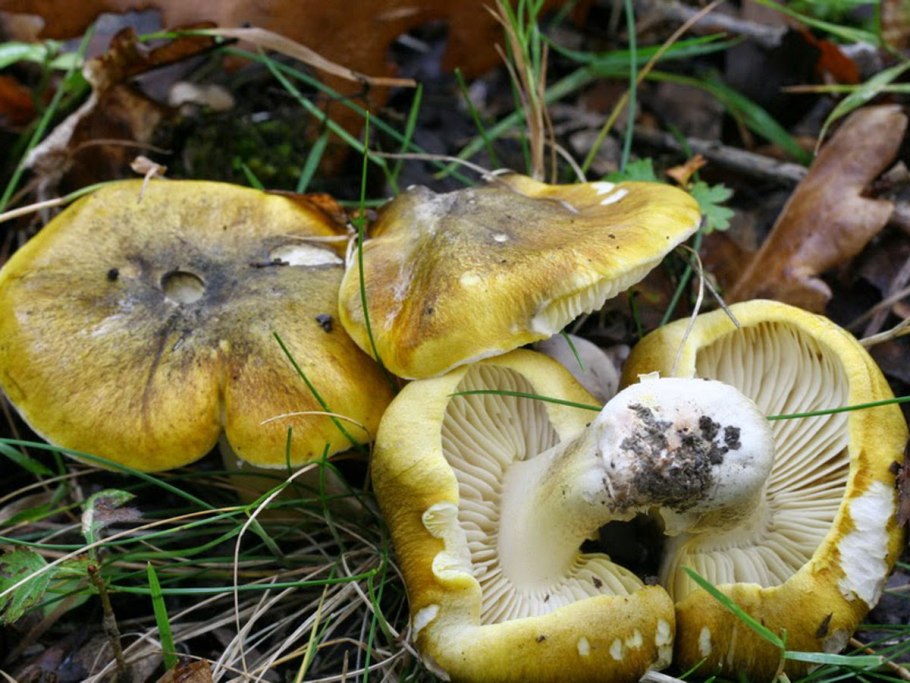 Tricholoma aestuans