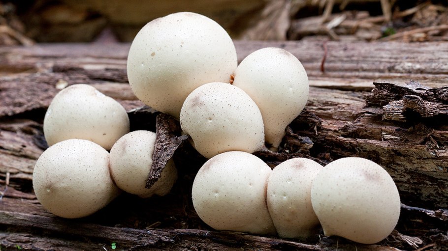 Гриб дождевик съедобный