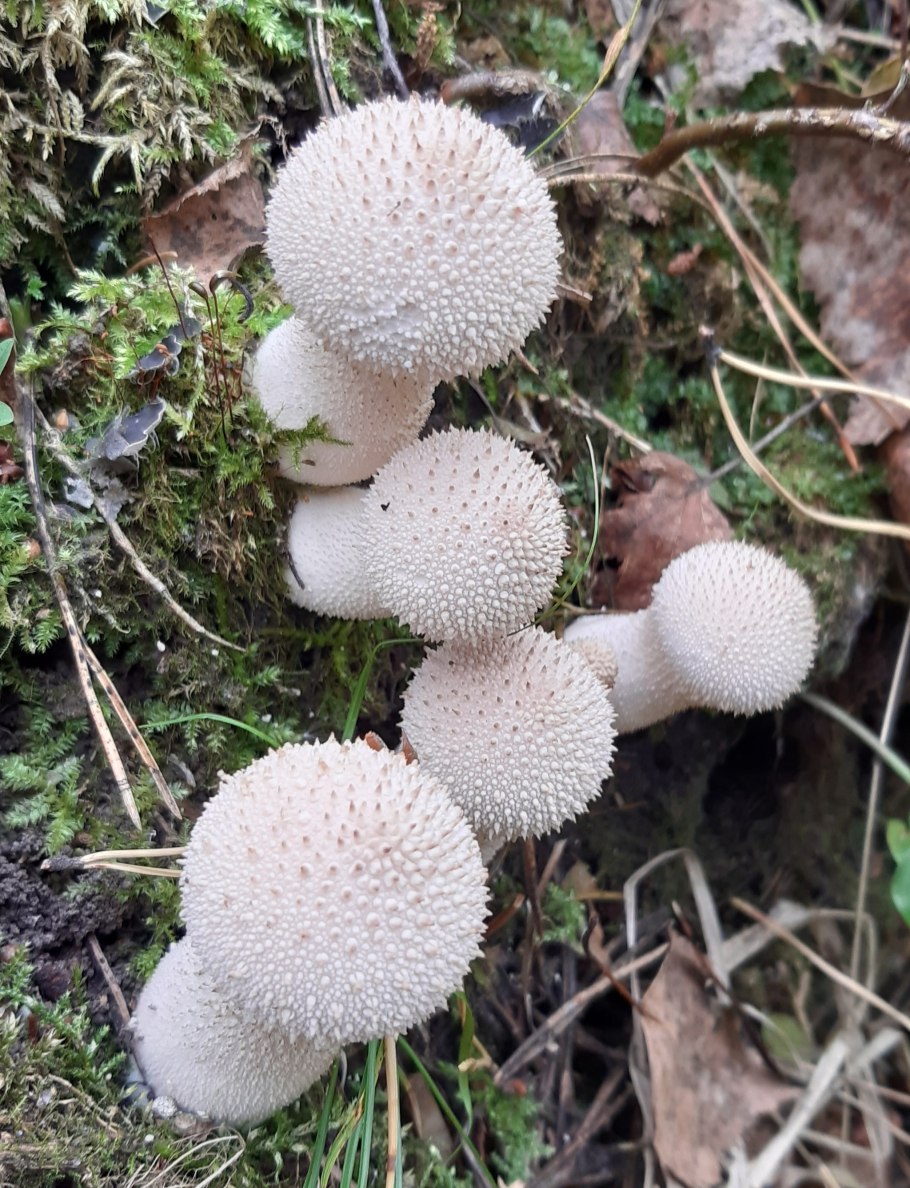 Дождевик грушевидный Lycoperdon pyriforme