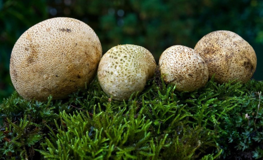 «Гриб дождевик» (Puffball