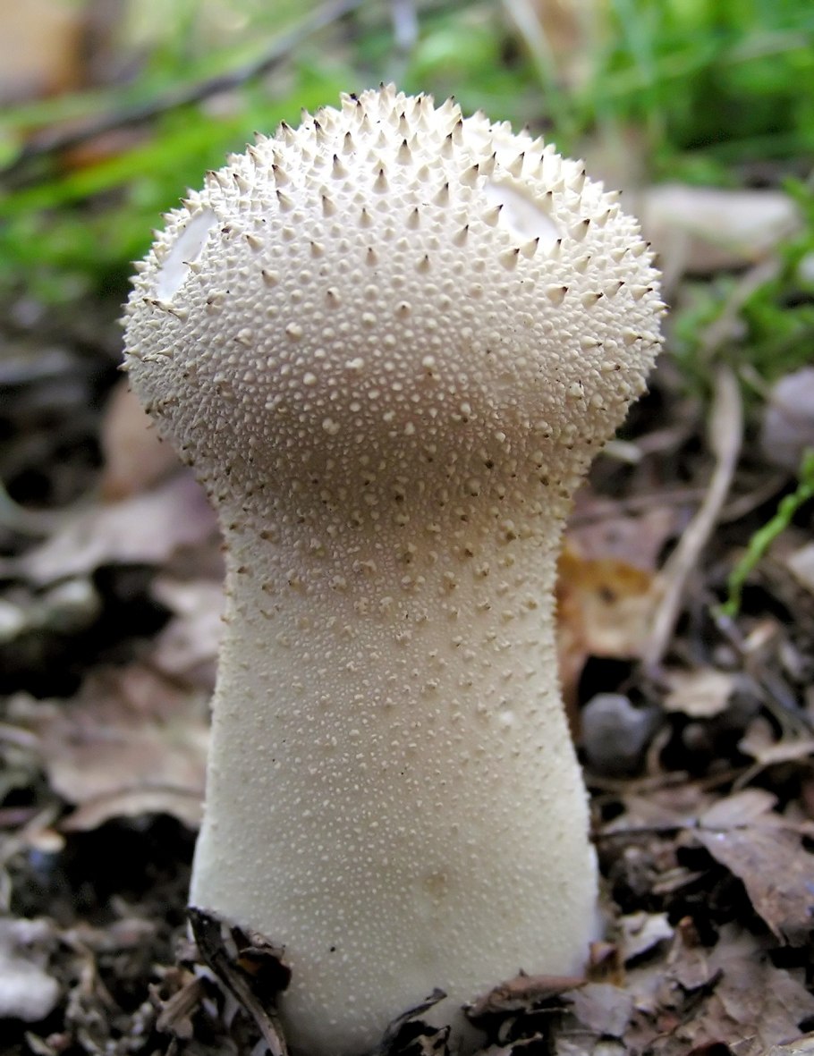 Дождевик шиповатый Lycoperdon perlatum