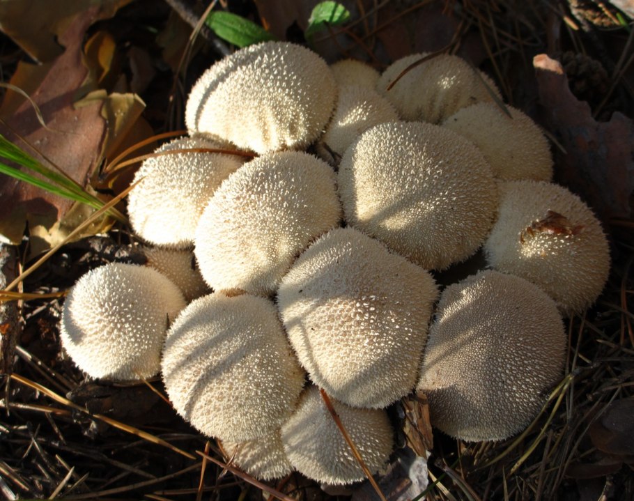 Дождевик шиповатый Lycoperdon perlatum