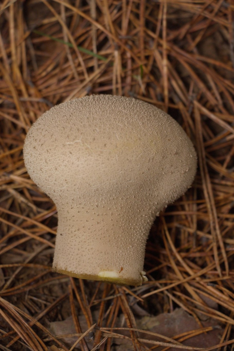 Гриб дождевик пластинчатый