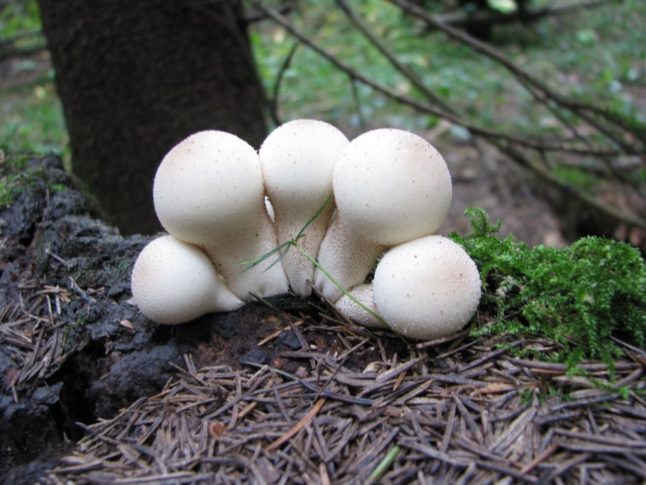 Маленькие круглые грибы