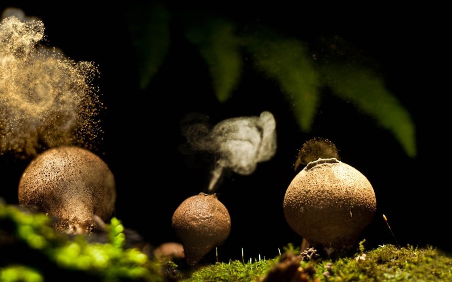 Дождевик гриб