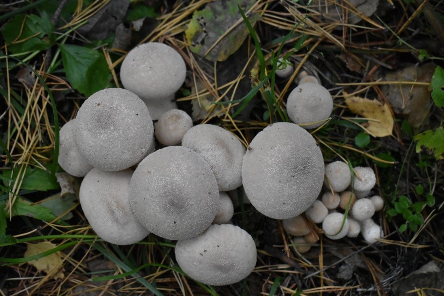 Дождевик шиповатый съедобный