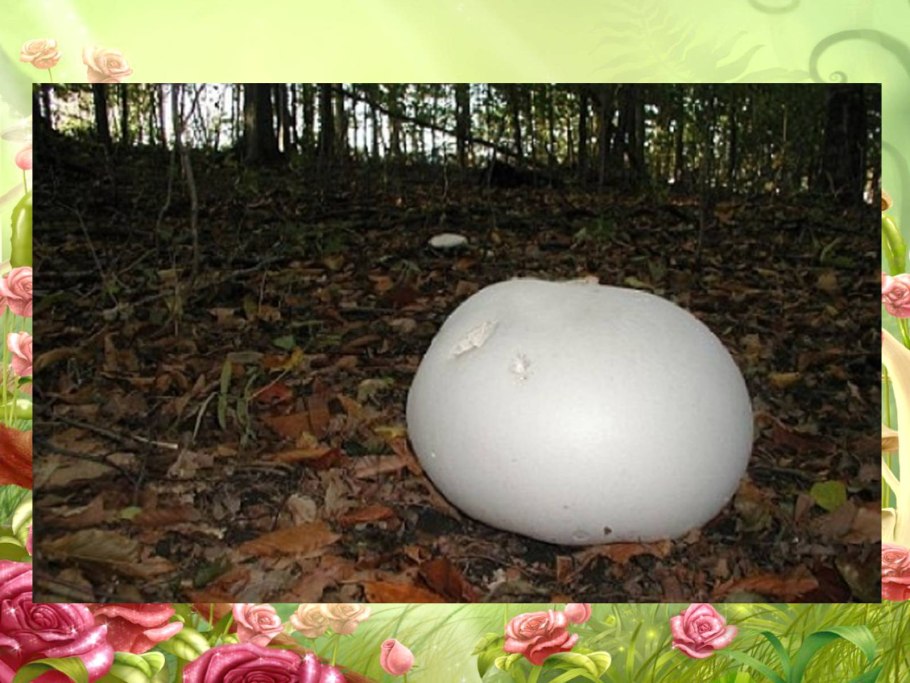 Грибы дождевик (Lycoperdon pyriforme)