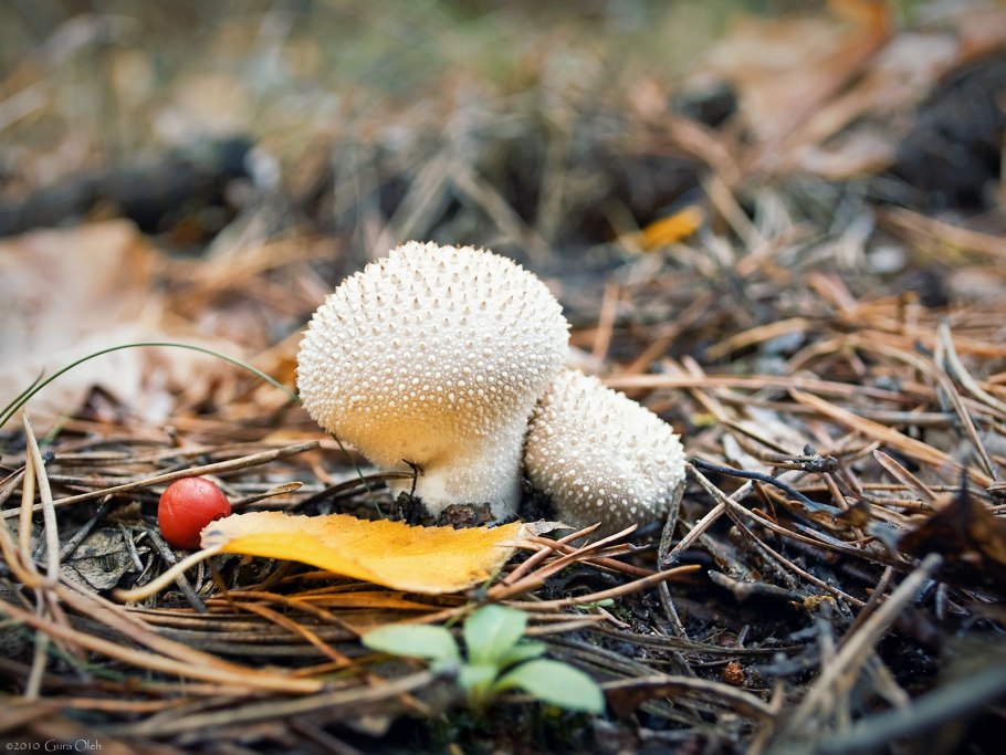 Волчий табак гриб