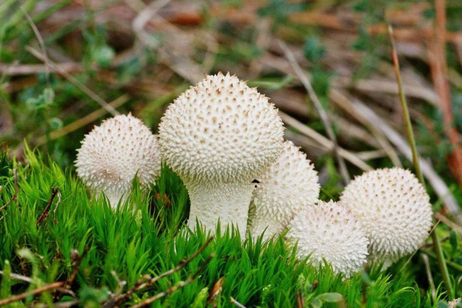 Дождевик Lycoperdon pyriforme