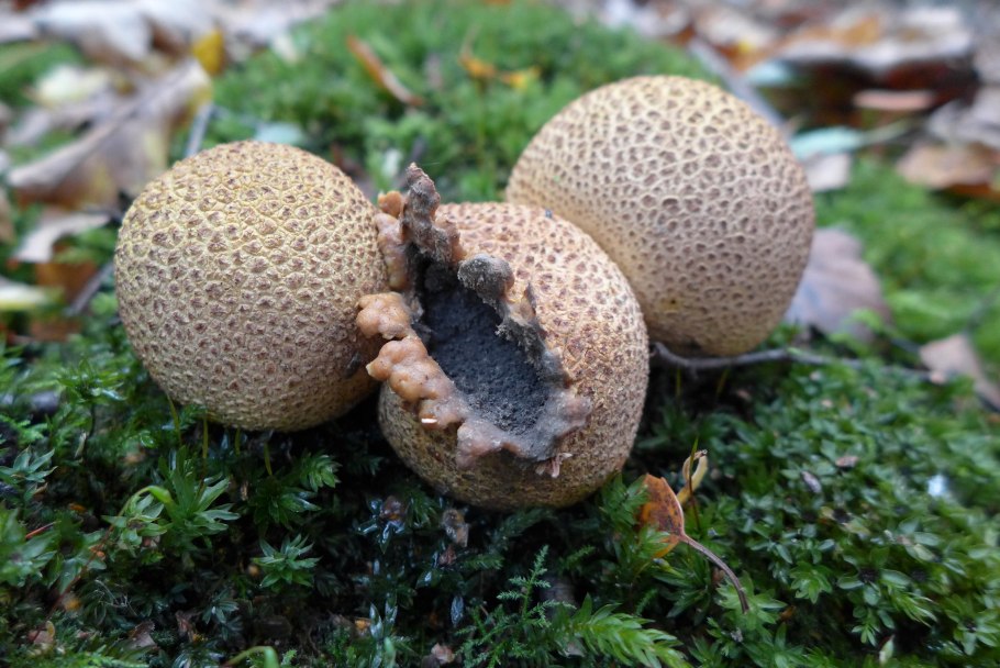 Lycoperdon желтоокрашенный