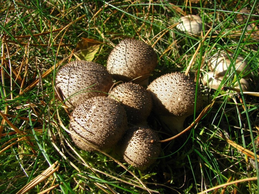 Дождевик Луговой