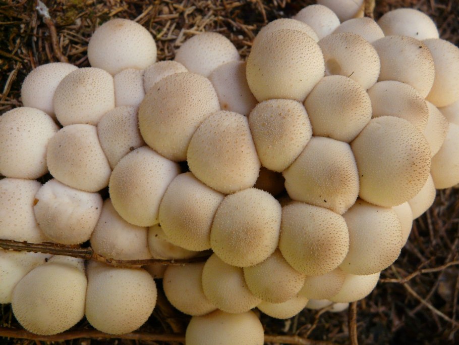 Дождевик грушевидный Lycoperdon pyriforme