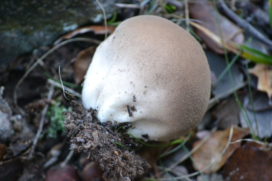 Гриб Lycoperdon perlatum