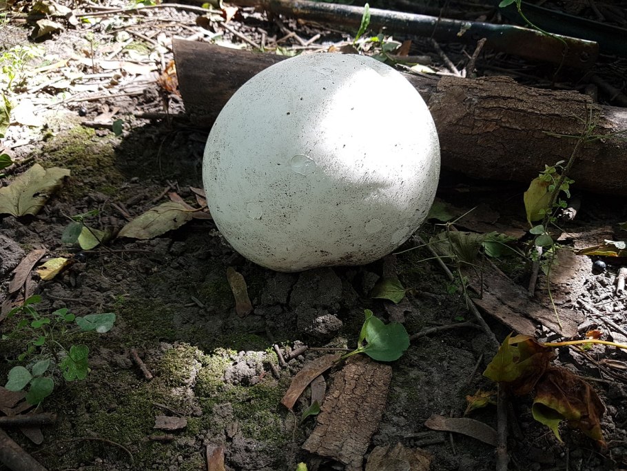 Гриб дождевик и Ложнодождевик