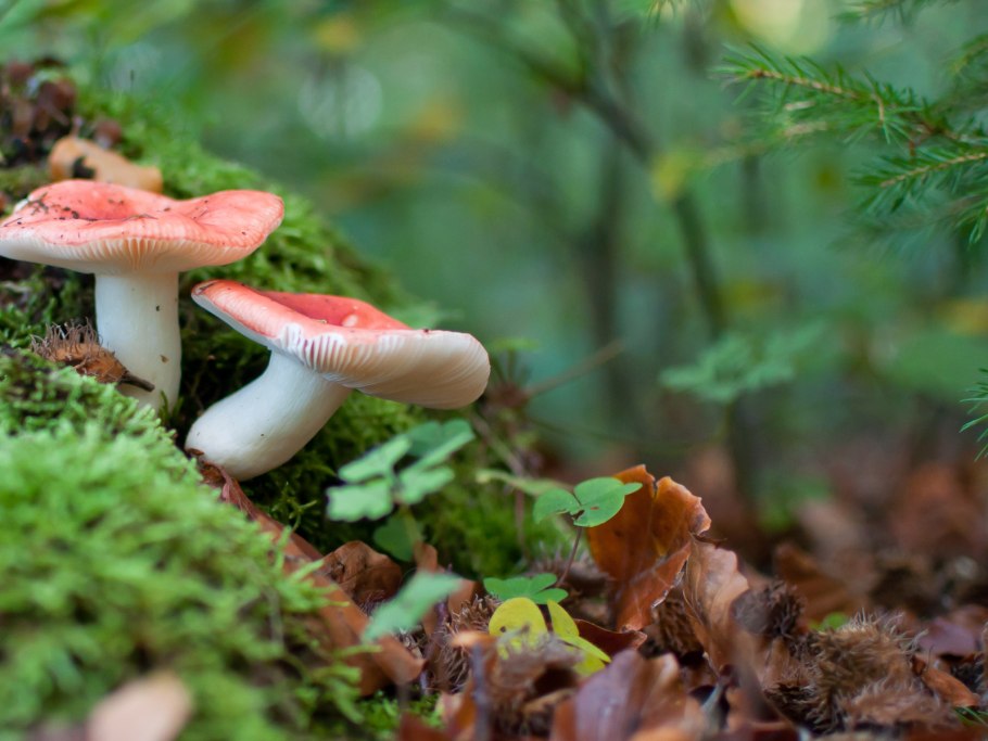 Сыроежка розовая Russula rosea