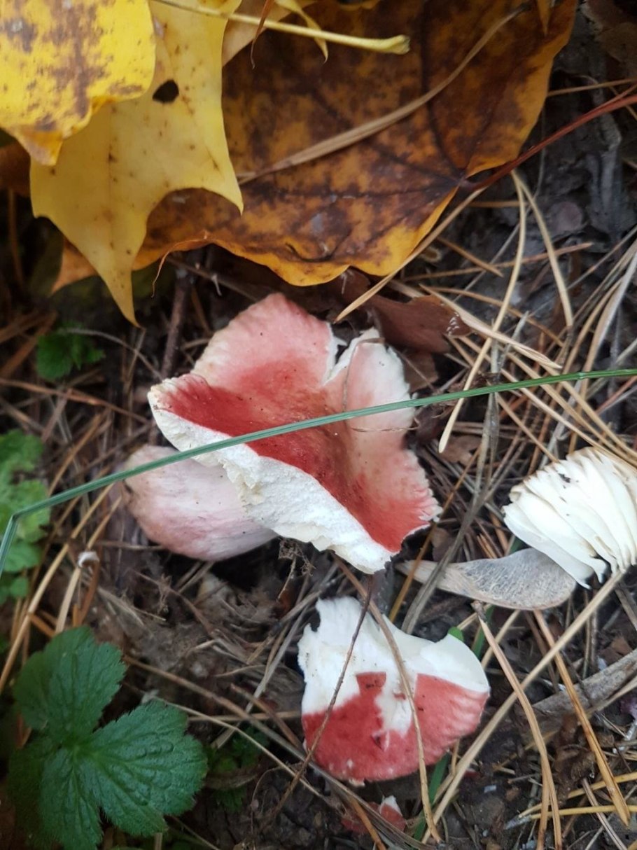 Сыроежка розовая russula rosea