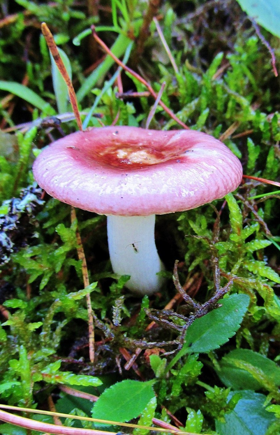 Russula Aurora-сыроежка Аврора