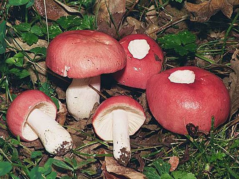 Russula sanguinea