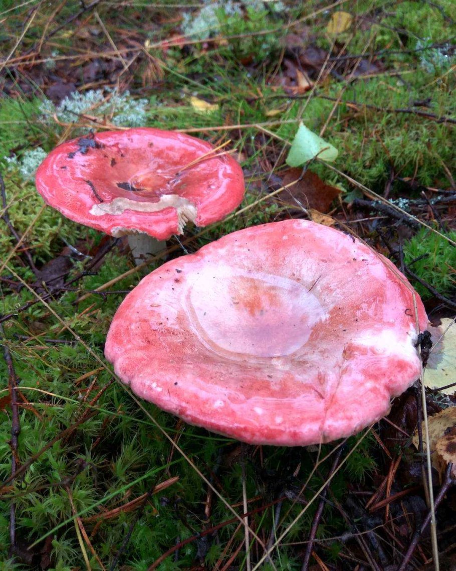 Сыроежка Веленовского