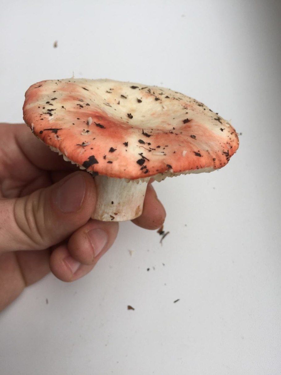 Сыроежка пластинчатый гриб