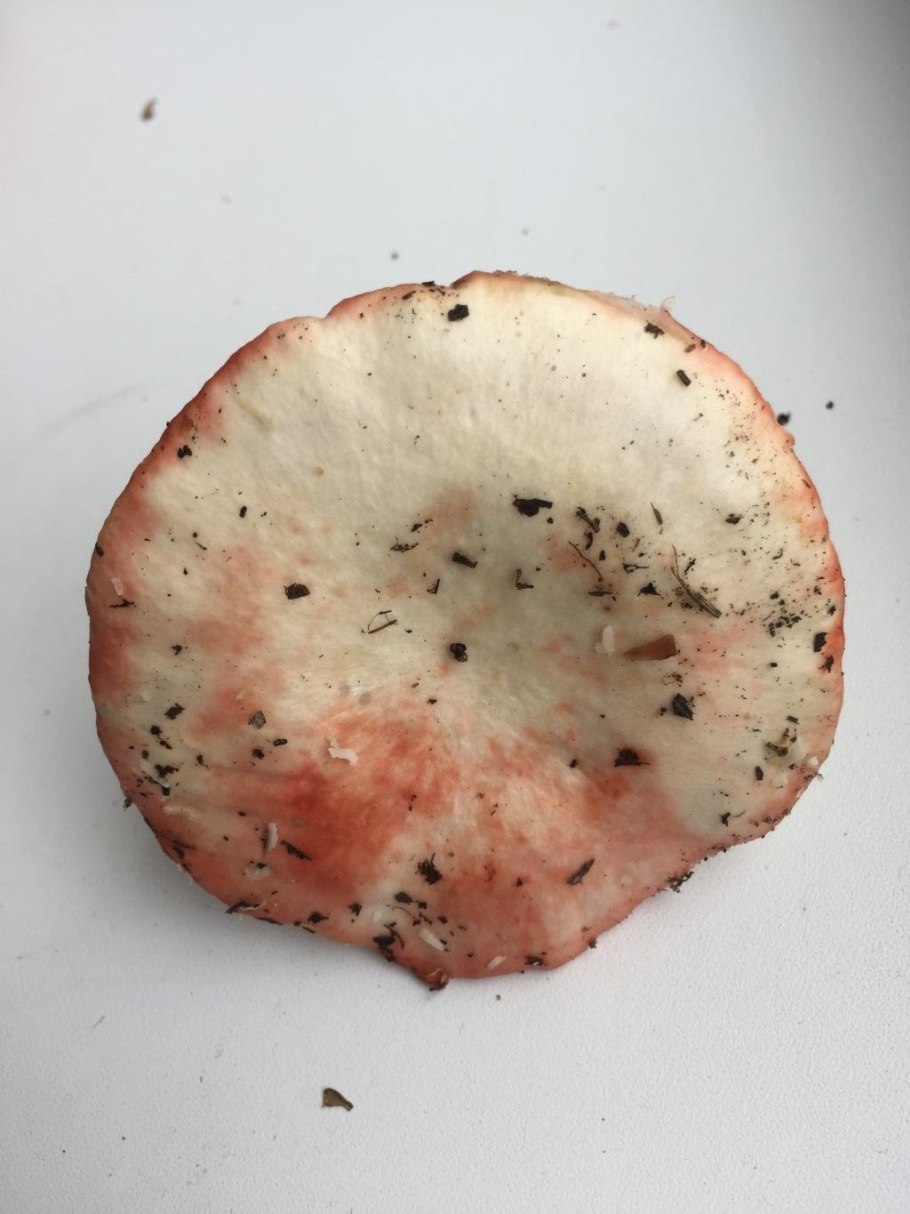 Сыроежка Болотная Russula paludosa