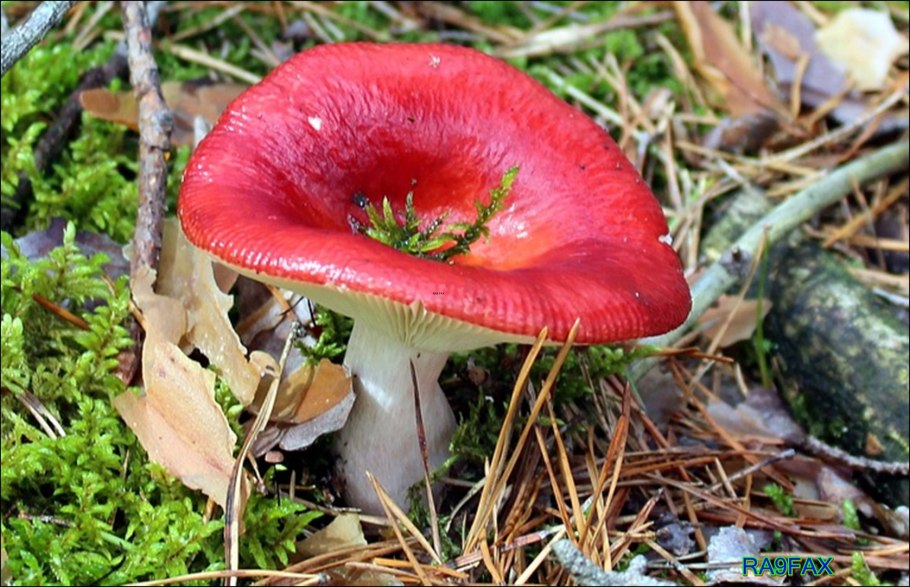 Сыроежка ломкая