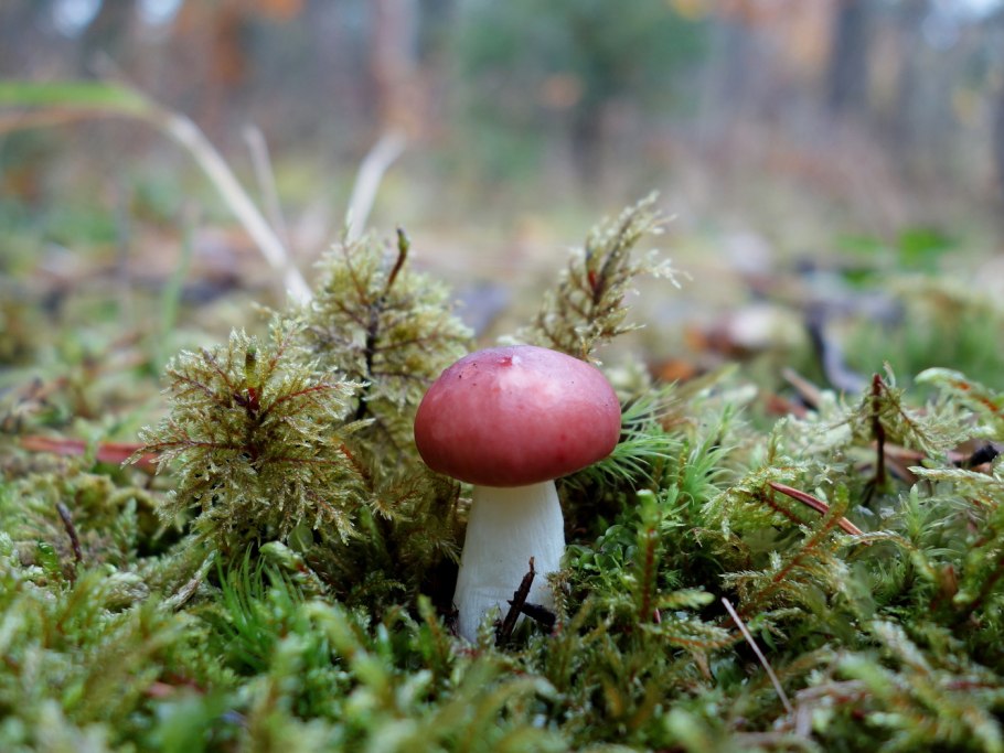 Сыроежка и мухомор