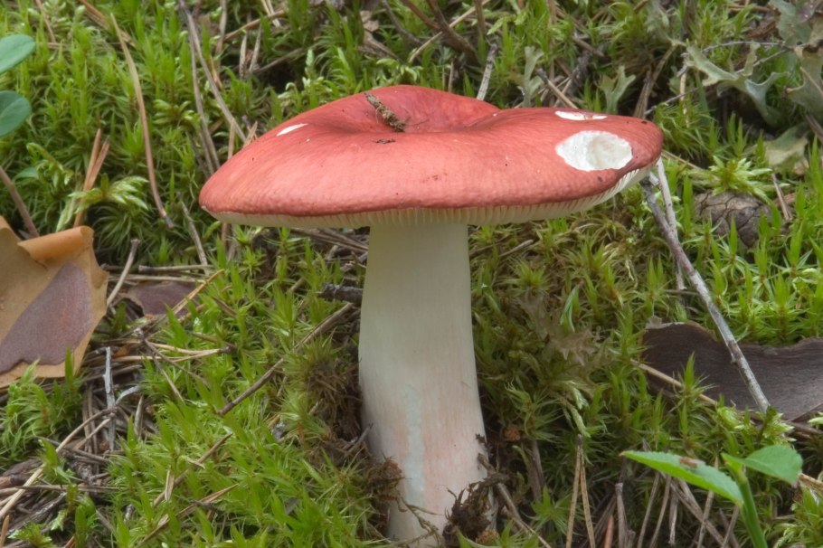 Сыроежка Лазоревая