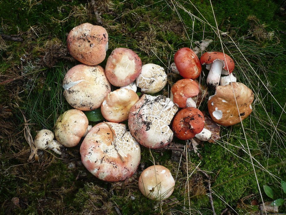 Russula griseascens