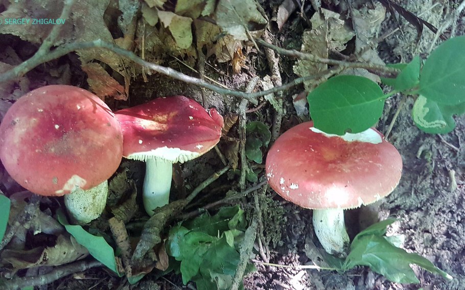 Сыроежка Ярославль