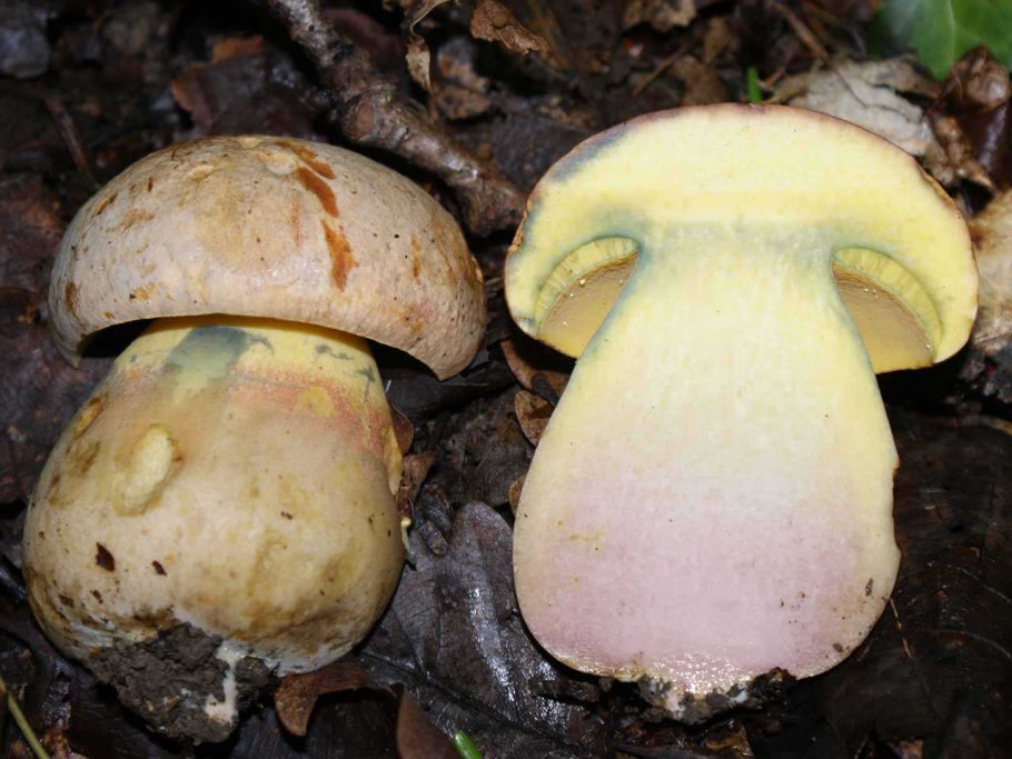 Боровик девичий (boletus appendiculatus)