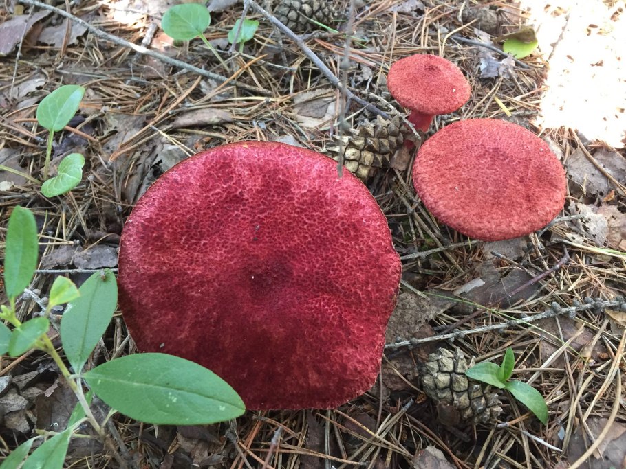 Поплавок желтеющий Amanita flavescens