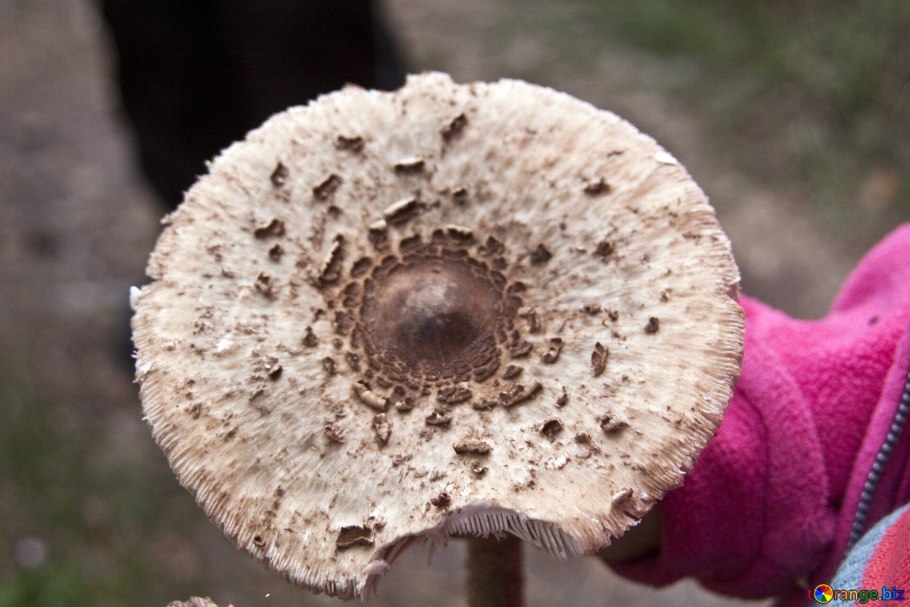 Шляпки грибов поганки