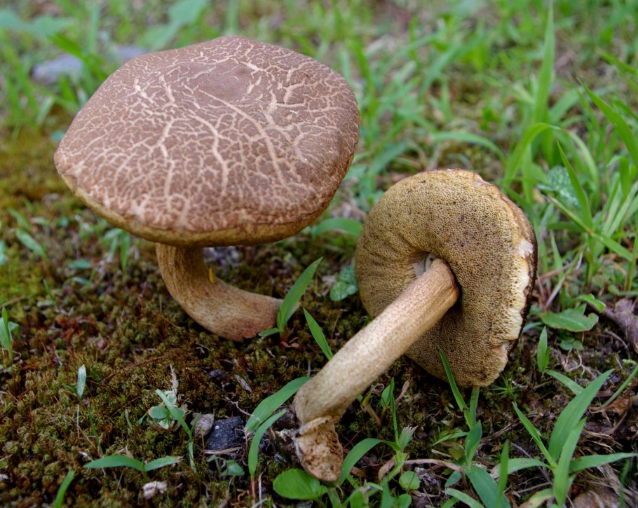 , Обабок чернеющий Leccinellum crocipodium