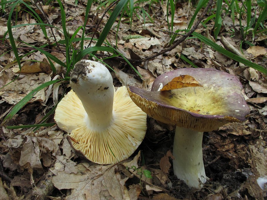 Лисичка гранёная