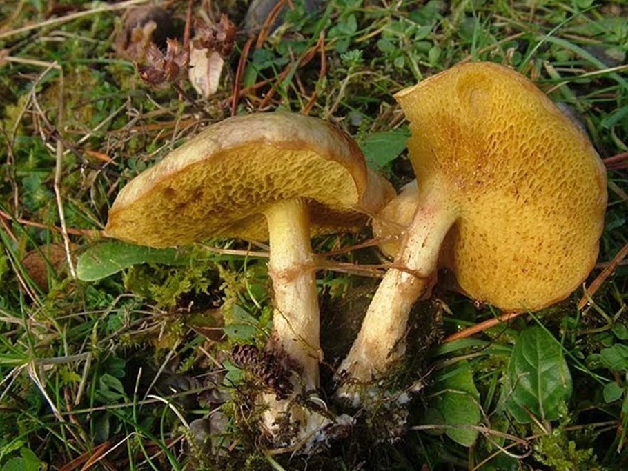 Масленок Пихтовый Suillus abietunus