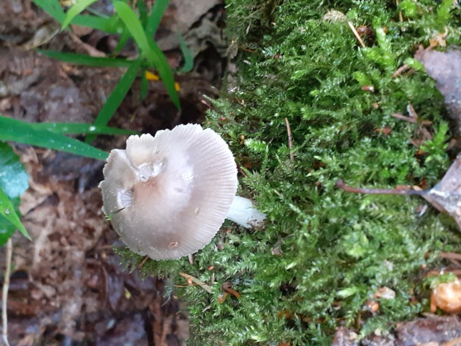 Поплавок жёлто-коричневый (Amanita fulva)
