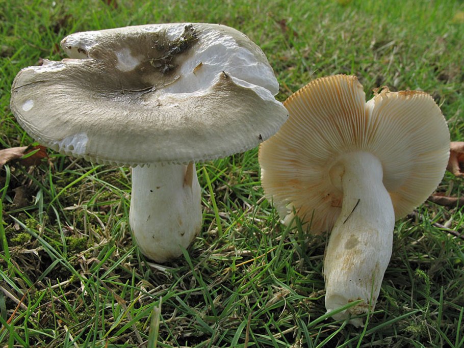 Suillus Placidus