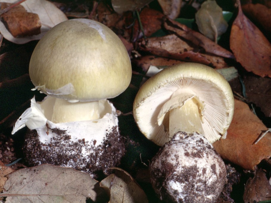 Russula mustelina