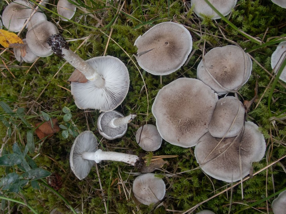 Рядовка серая Tricholoma portentosum.