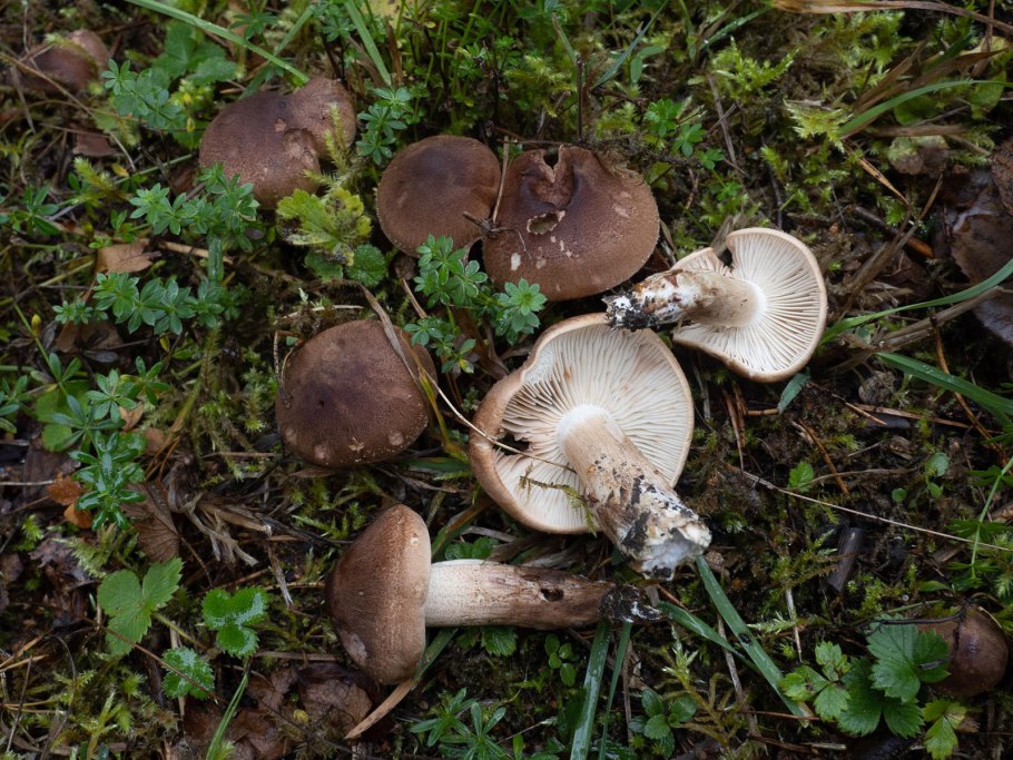 Leucocybe connata
