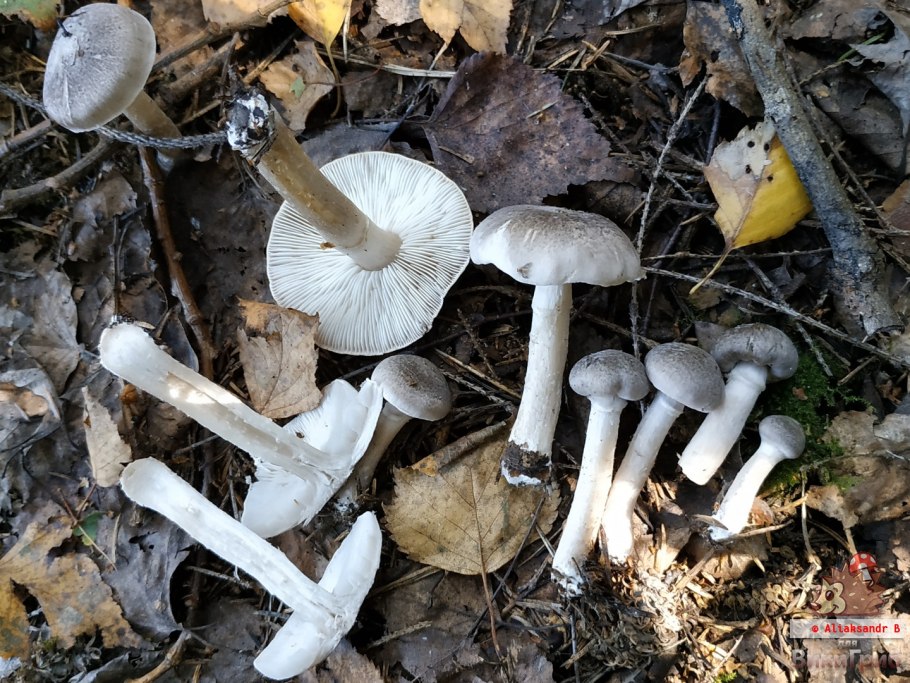 Рядовка опоясанная