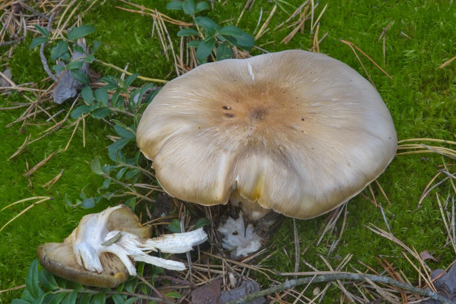Tricholoma sejunctum