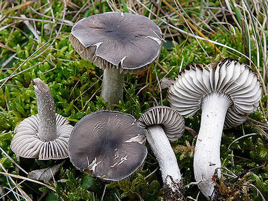 Трихолома опоясанная, рядовка опоясанная