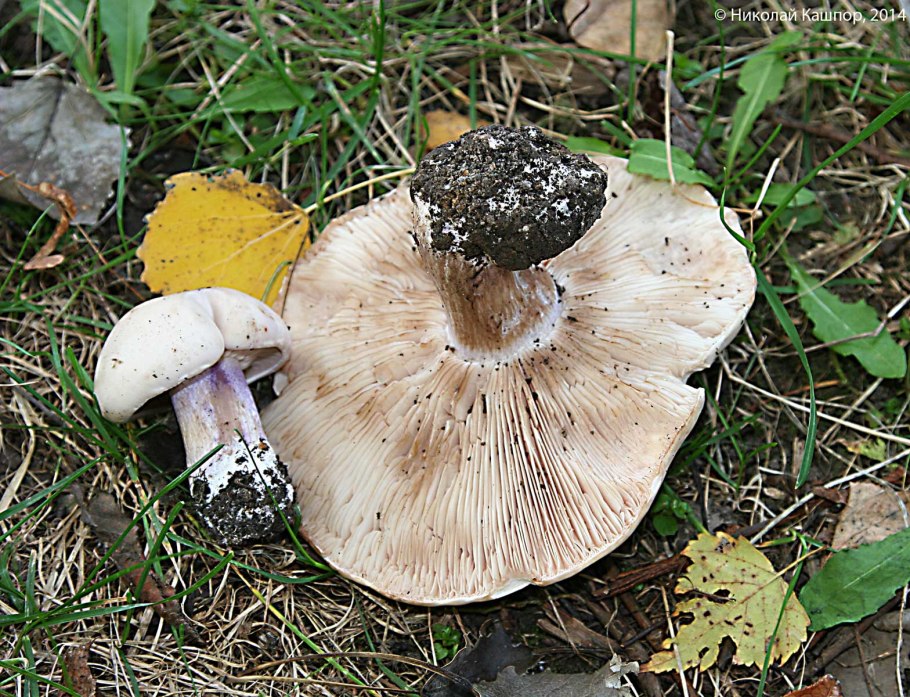 Рядовка лиловоножковая (синеножка) lepista saeva.