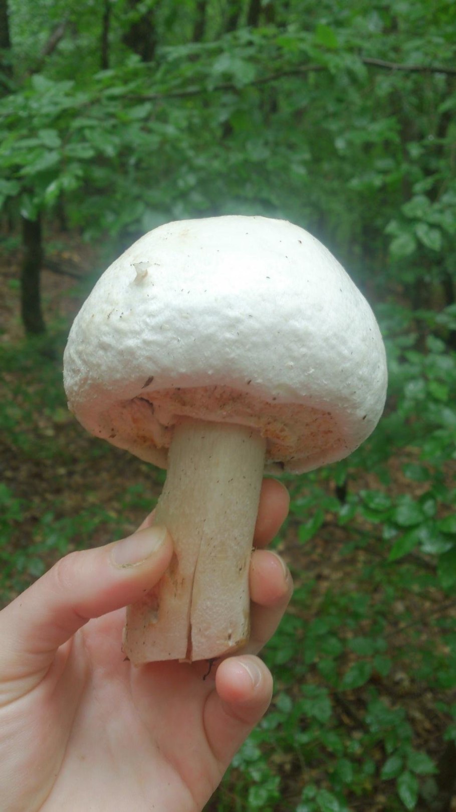 Agaricus macrosporus