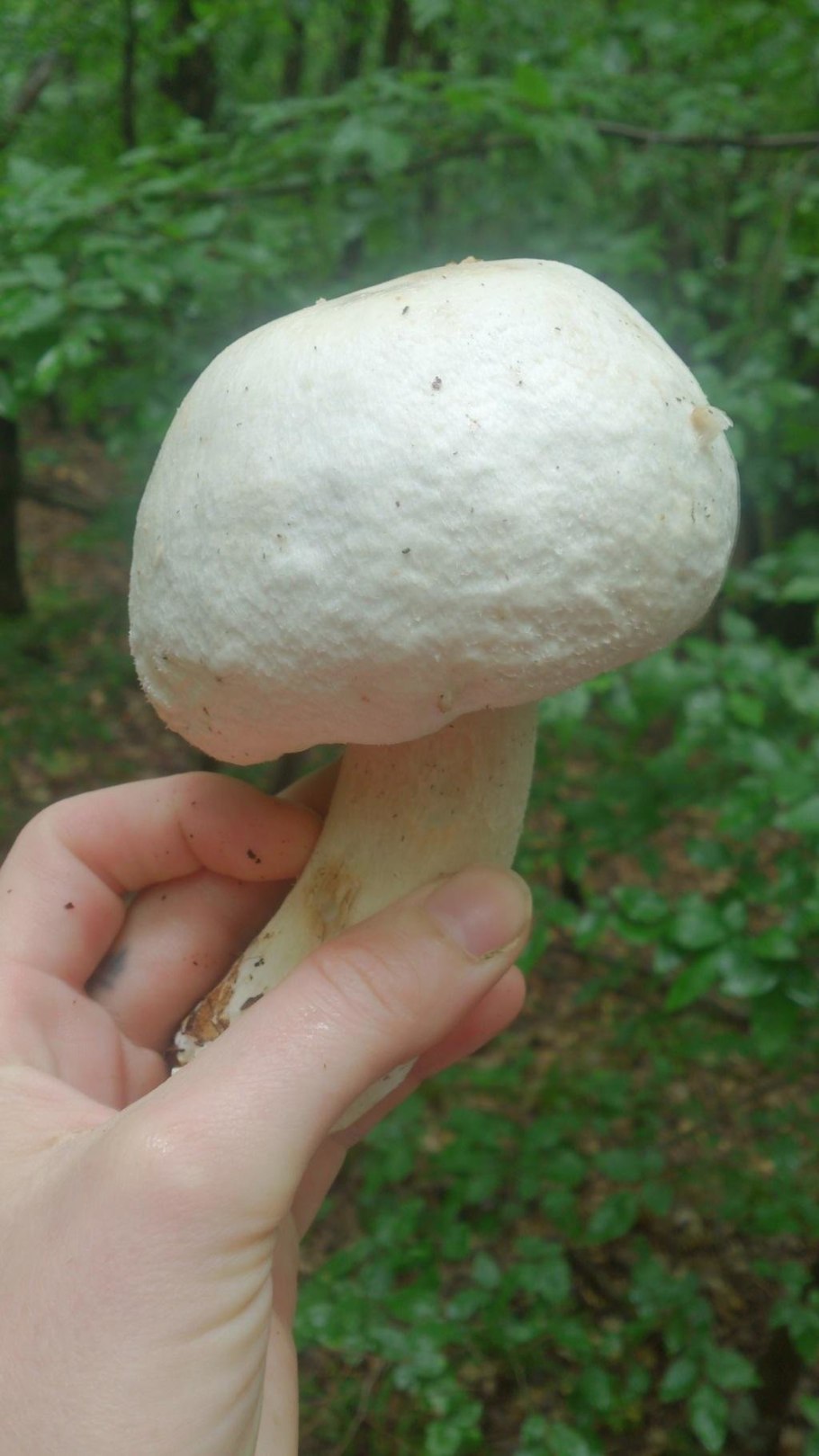 Шампиньон крупноспоровый грибница