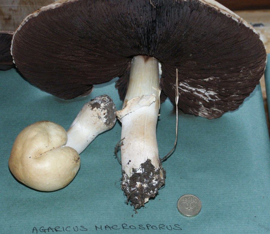 Шампиньон двуспоровый
