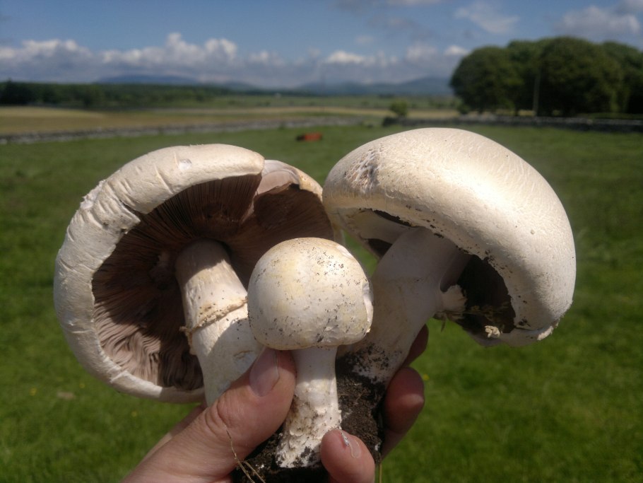 Шампиньон обыкновенный agaricus campestris