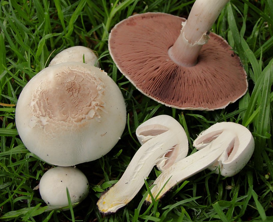 Шампиньон полевой Agaricus arvensis